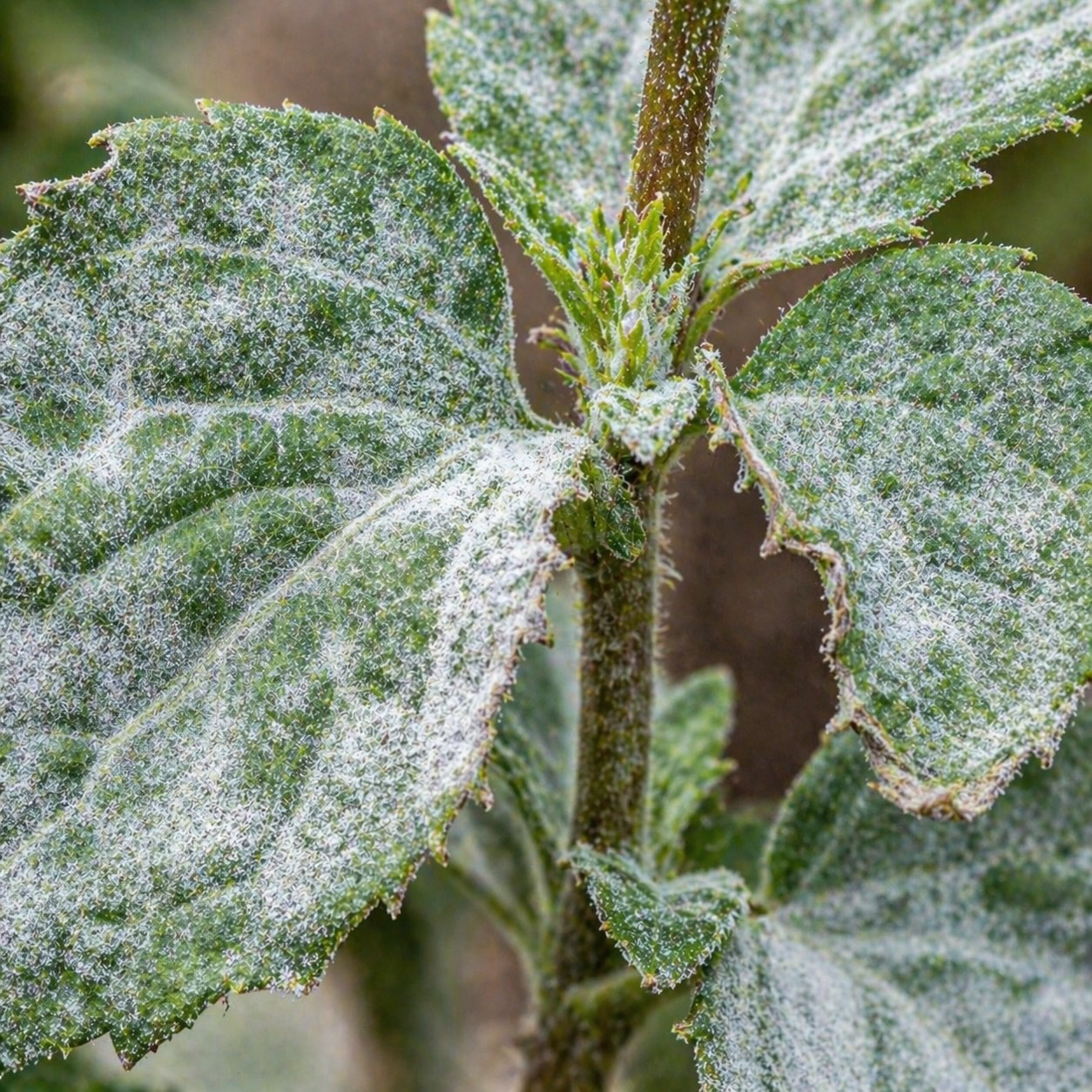 rozrazil-listy-napadene-padlim-s-bilym-povlakem-na-povrchu