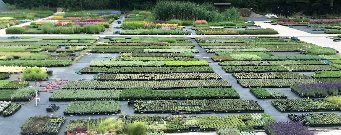 rozsahle-pestebni-plochy-botanickeho-zahradnictvi-holzbecher-s-trvalkami-v-kontejnerech