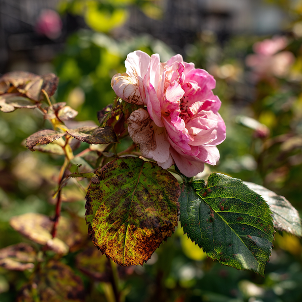 ruze-napadene-houbovou-chorobou-zloutnouci-a-skvrnite-listy-poskozeny-kvet