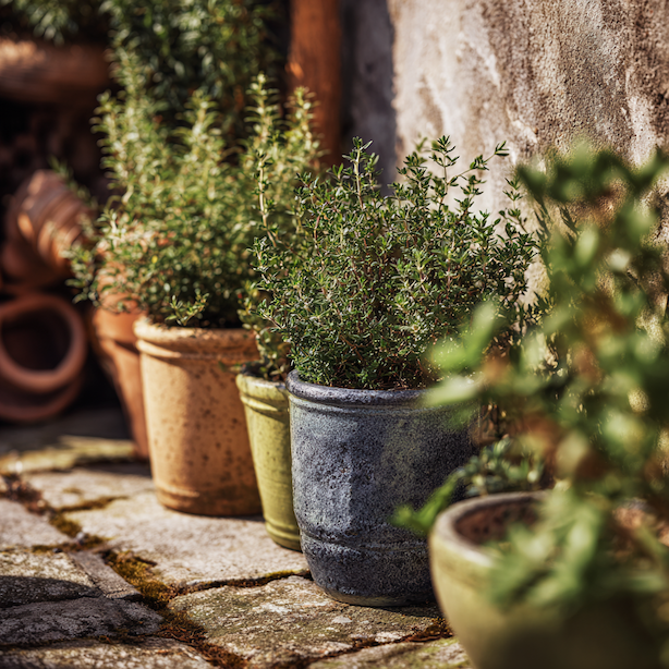 ruzne-odrudy-tymianu-v-kvetinacich-u-kamenne-zdi-ve-slunecni-zahrade