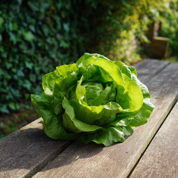 salat-cassini-celorocni-odruda-velka-zelena-hlavka-na-drevenem-stole-ve-slunecnim-svetle