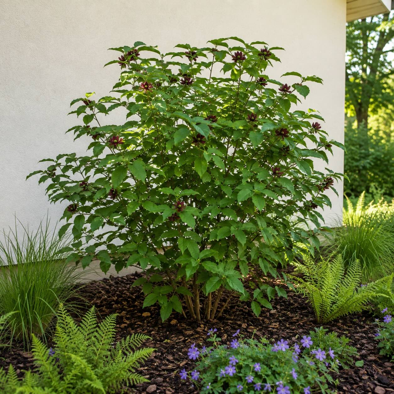sazanik-kvetnaty-calycanthus-floridus-na-svetlem-chranenem-stanovisti-v-zahrade