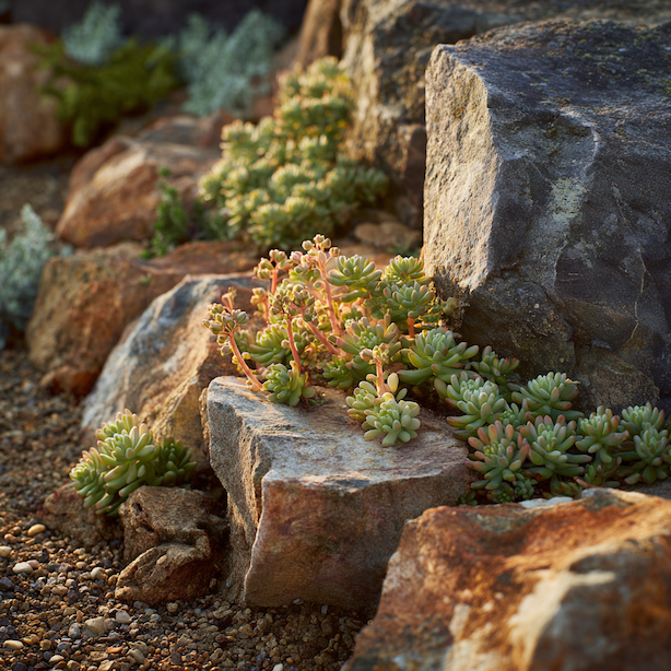 sedum-rozchodnik-sukulenty-ve-skalce-na-suchomilnem-stanovisti