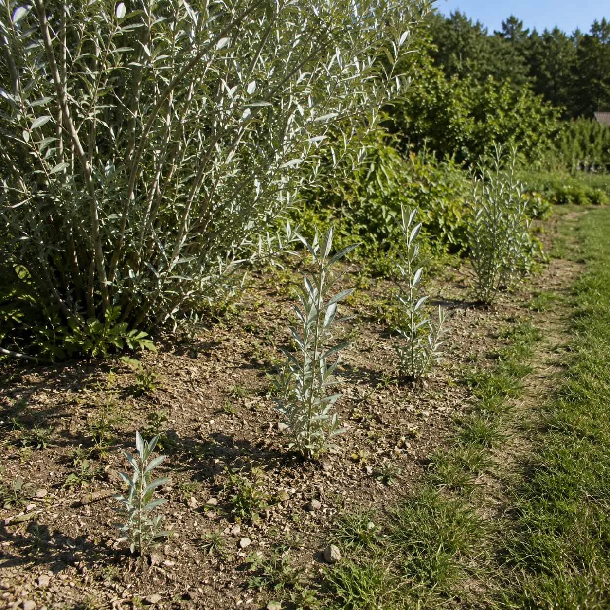seferdie-stribrna-shepherdia-argentea-korenove-vymladky-mimo-puvodni-ker