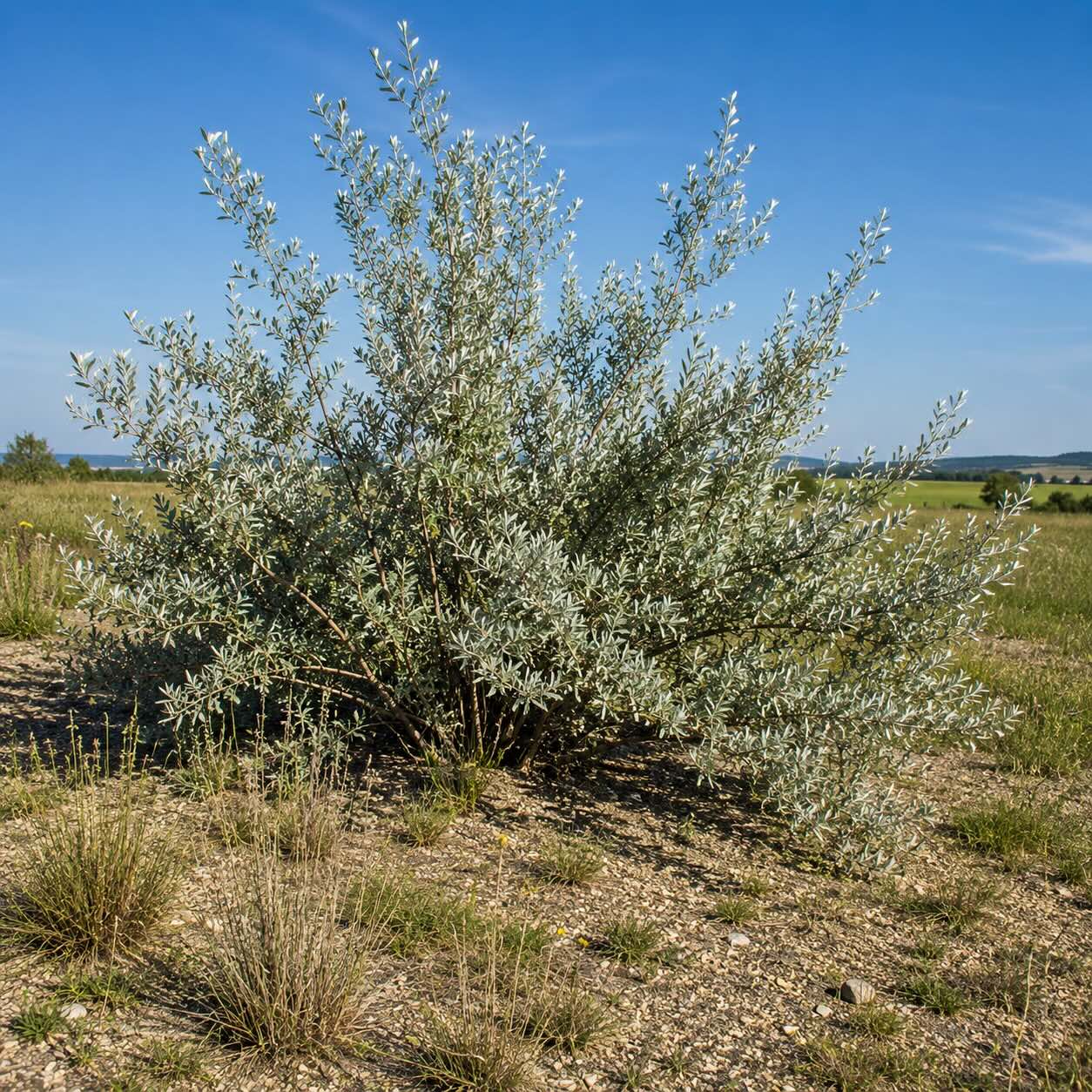 seferdie-stribrna-shepherdia-argentea-na-slunnem-propustnem-stanovisti