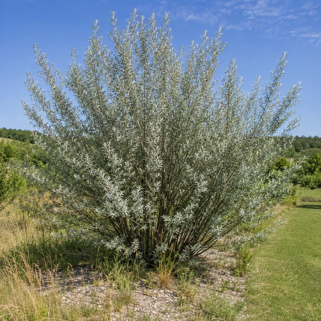 seferdie-stribrna-shepherdia-argentea-vzrostly-ker-se-stribritymi-listy