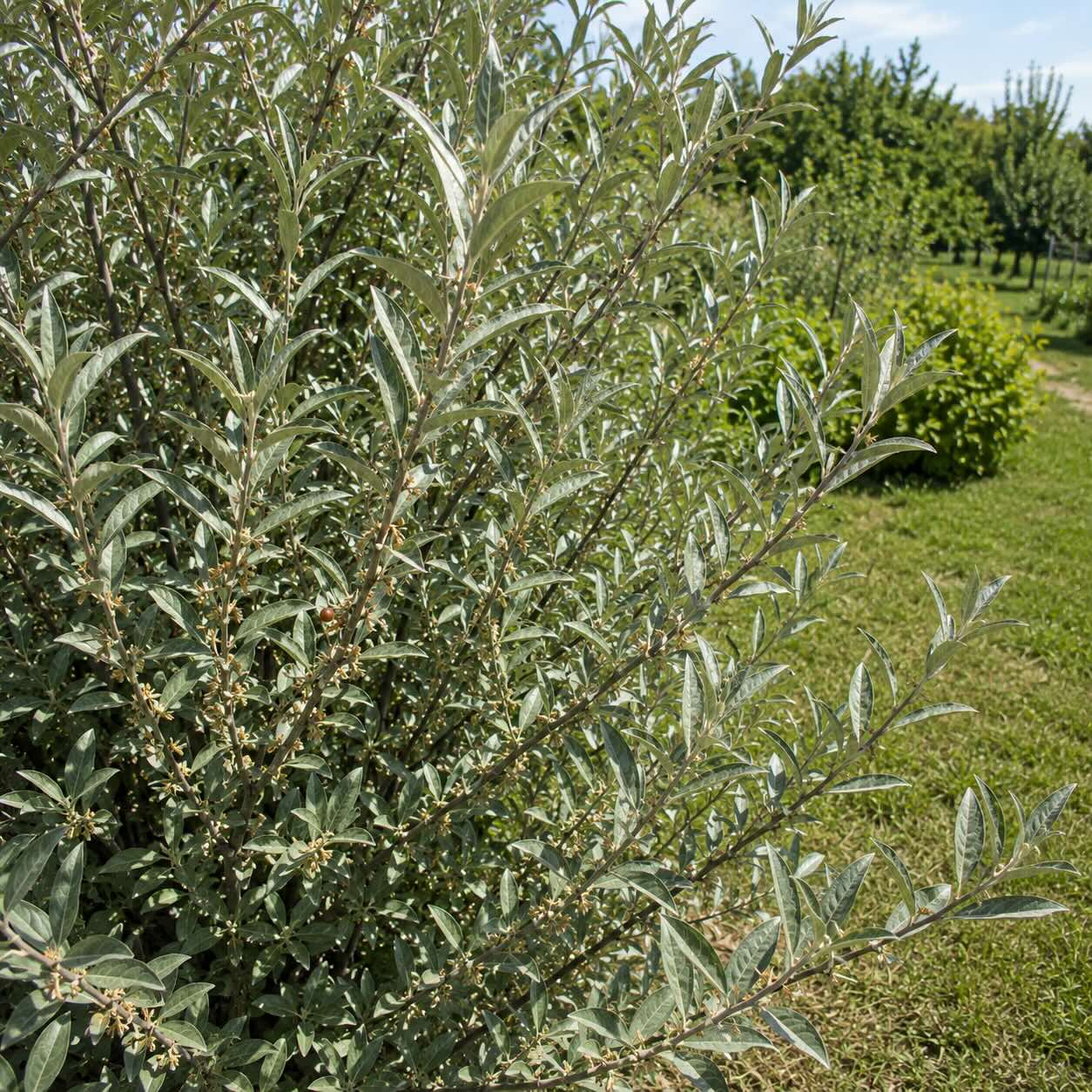 seferdie-stribrna-shepherdia-argentea-zdravy-ker-se-slabou-nasadou-plodu