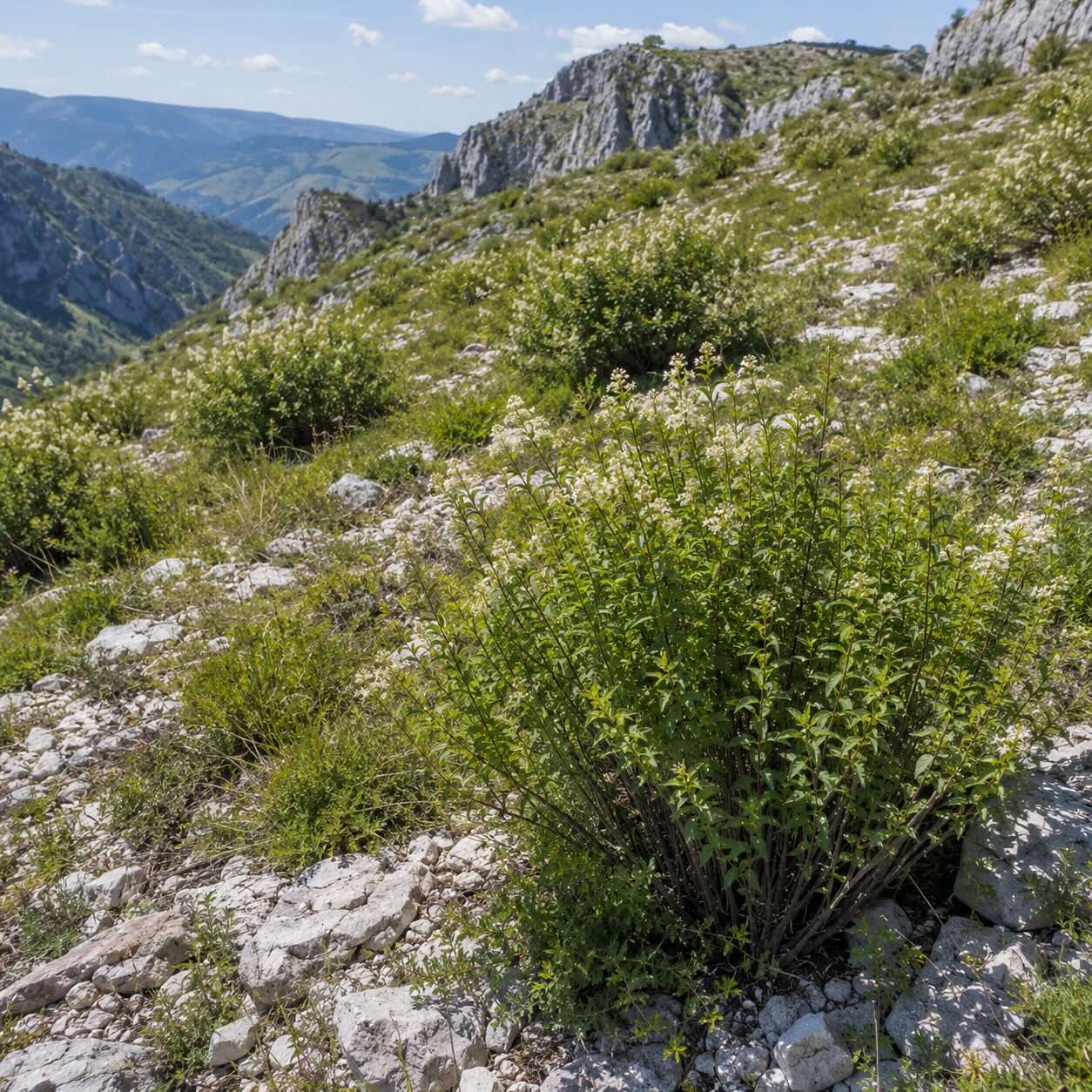 sibiranka-sibiraea-laevigata-v-prirozenem-horskem-prostredi-na-vapencovem-podlozi