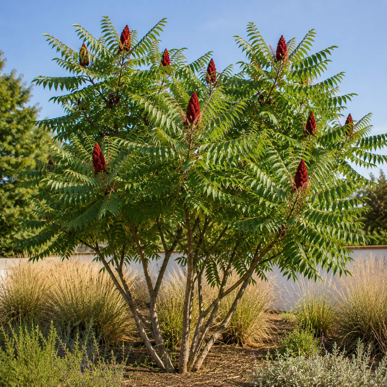 skumpa-orobincova-rhus-typhina-s-cervenymi-plodenstvimi-v-letni-zahrade