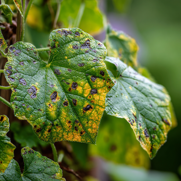 skvrnitost-listu-okurek--tmave-nekrozy-a-zlute-mapovani-povrchu