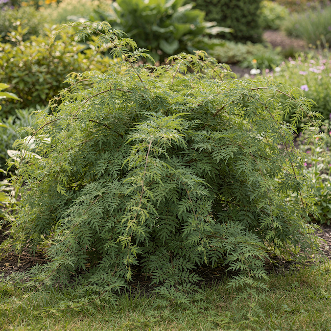 stephanandra-stephanandra-nizky-rozkladity-ker-s-previslym-habitem