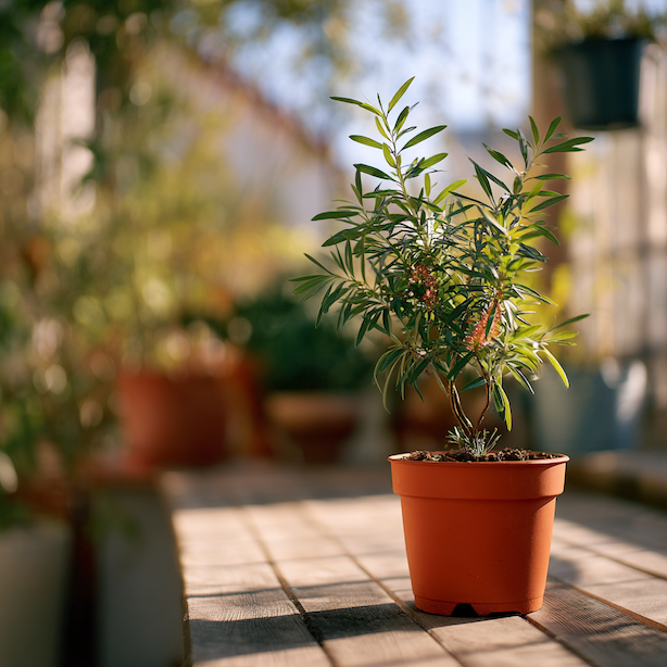 stetkovec-callistemon-v-nadobe-pripraveny-na-prezimovani