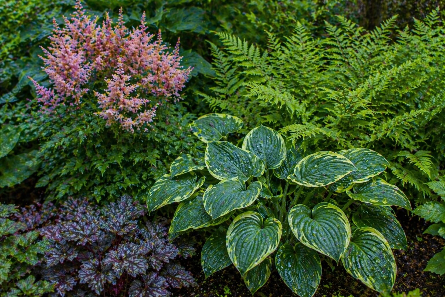 stinna-vysadba-trvalek-bohyšky-kapradiny-a-heuchery-v-prirozenem-zahonu