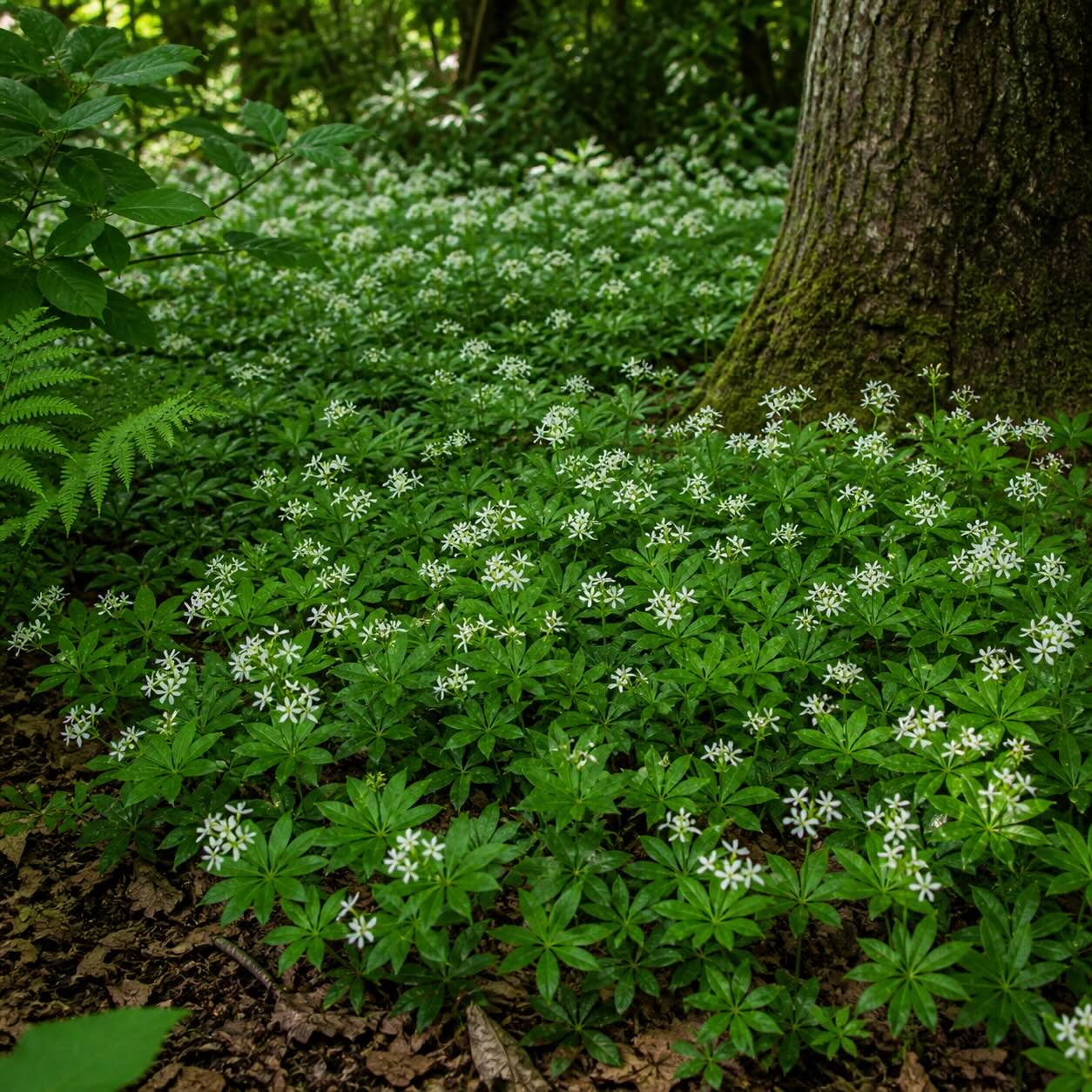 svizel-galium-odoratum-husty-pudopokryvny-porost-pod-stromy-ve-stinnem-zahonu