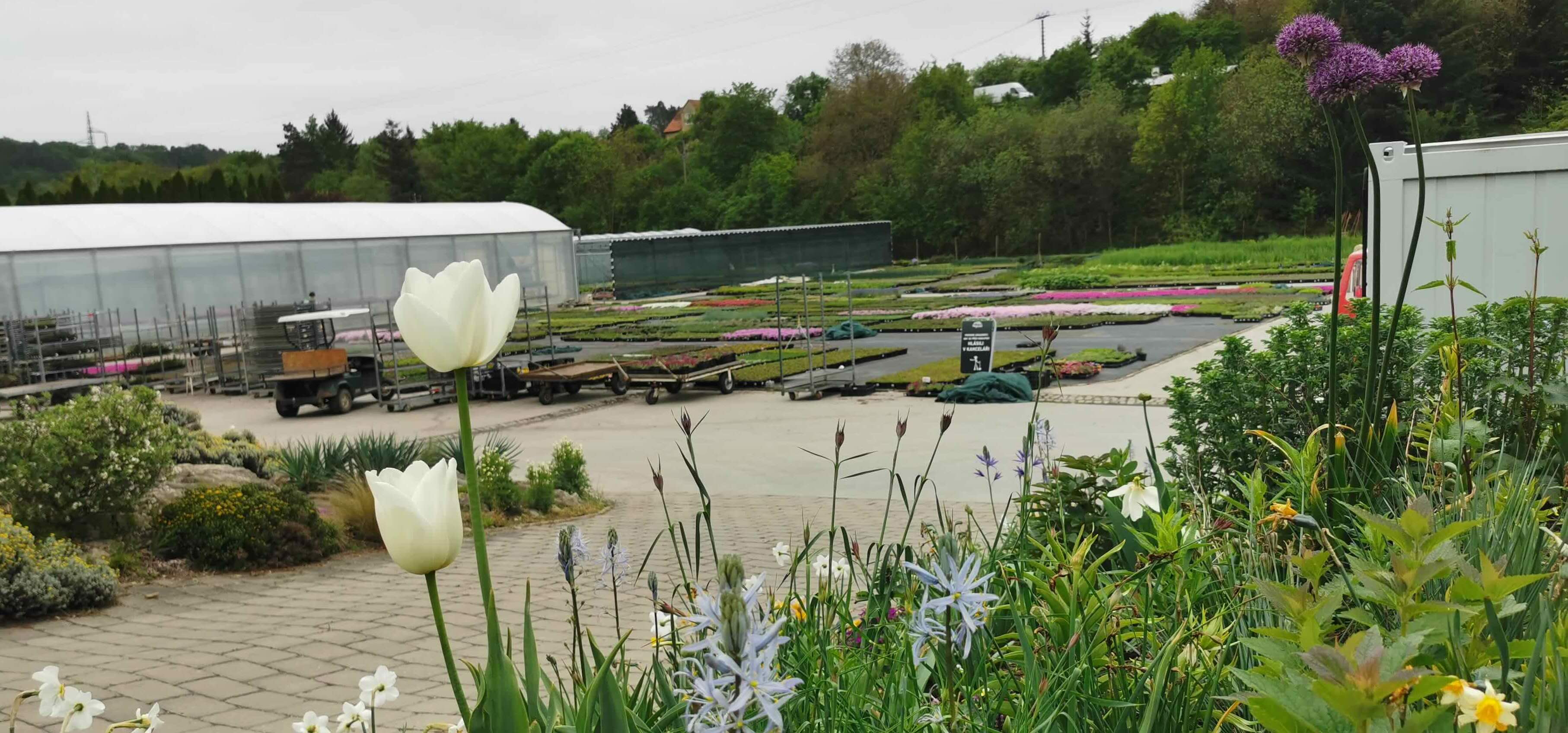 systematicky-usporadane-bloky-trvalek-v-profesionalni-skolce-holzbecher