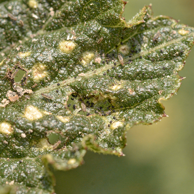 trasnenky-napadeni-listu-stribrne-skvrny-deformace-a-trus