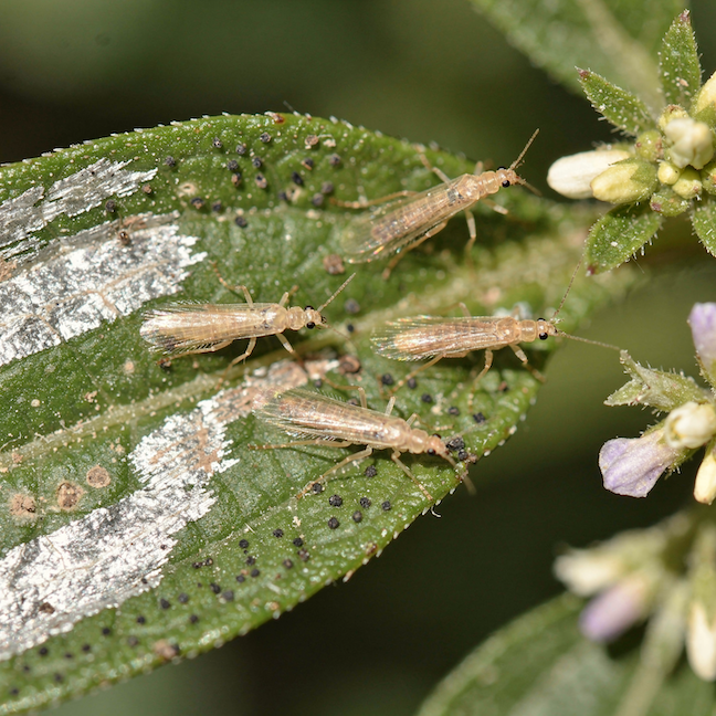 trasnenky-thysanoptera-na-listech-stribreni-a-cerne-tecky-trusu
