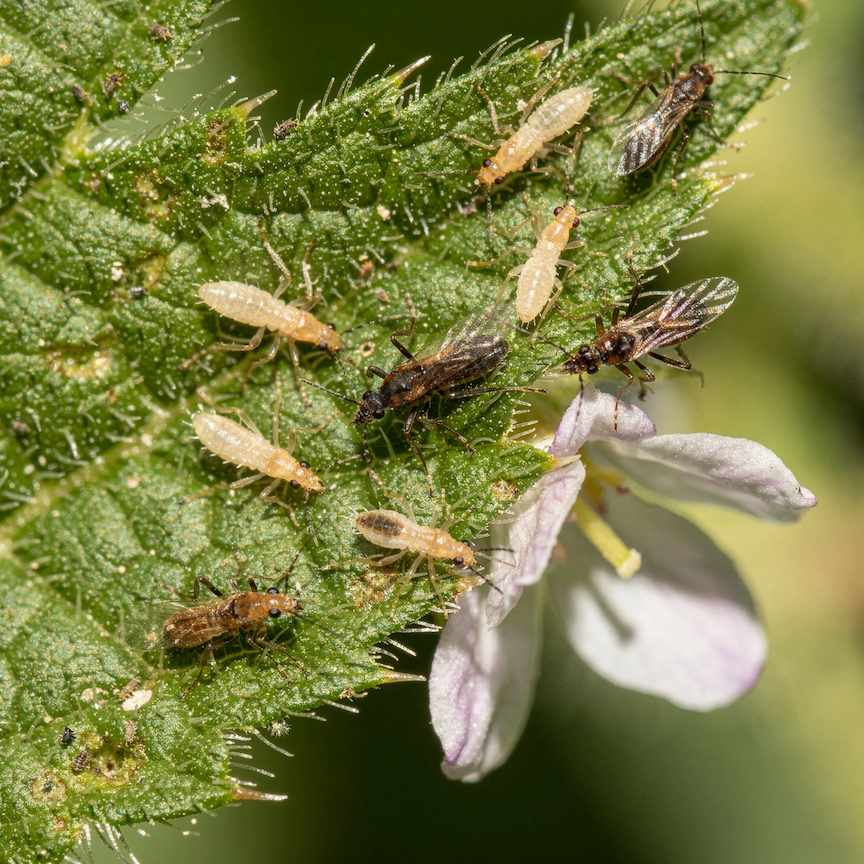 trasnenky-thysanoptera-vyvojova-stadia-larvy-a-dospelci-na-listech