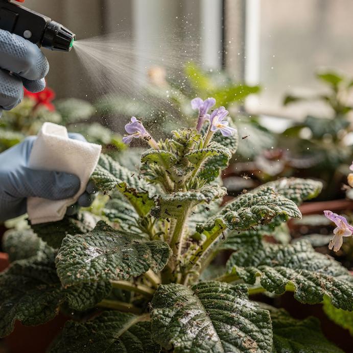 trasnenky-zasah-postrikem-na-napadenou-rostlinu-v-interieru