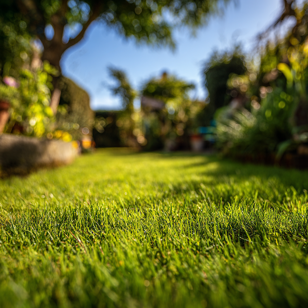 travnik-v-zahrade-s-otevrenou-plochou-pro-pohyb-a-vyuziti