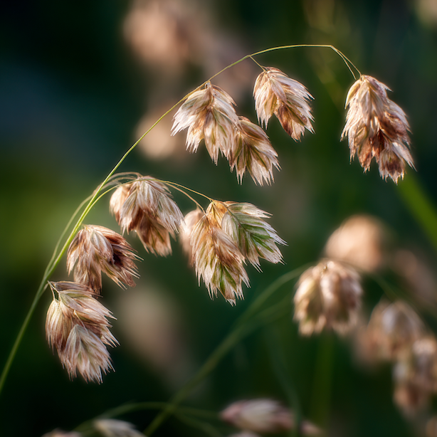 treslice-prostredni-briza-media-detail-srdcite-klasky-priznaky-oslabeni