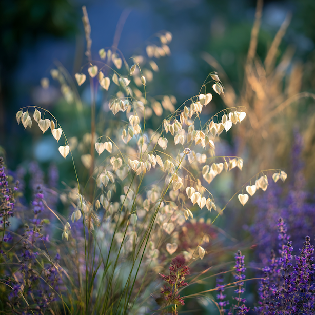 treslice-prostredni-briza-media-v-trvalkovem-zahonu-s-levanduli-a-okrasnymi-travami