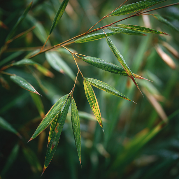 trtina-ostrokveta-calamagrostis-acutiflora-zloutnuti-listu-hnednuti-spicek-problem