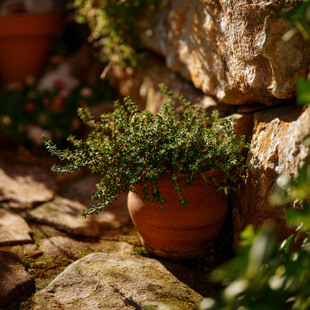 tymian-v-terakotove-nadobe-u-kamenne-zdi-ve-slunecni-zahrade