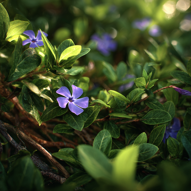 vinca-major-barvinek-vetsi-vetsilisty-porost-v-polostinu