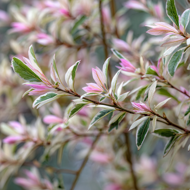 vrba-japonska-salix-integra-hakuro-nishiki-panasovane-listy-ruzovo-bile-zelene