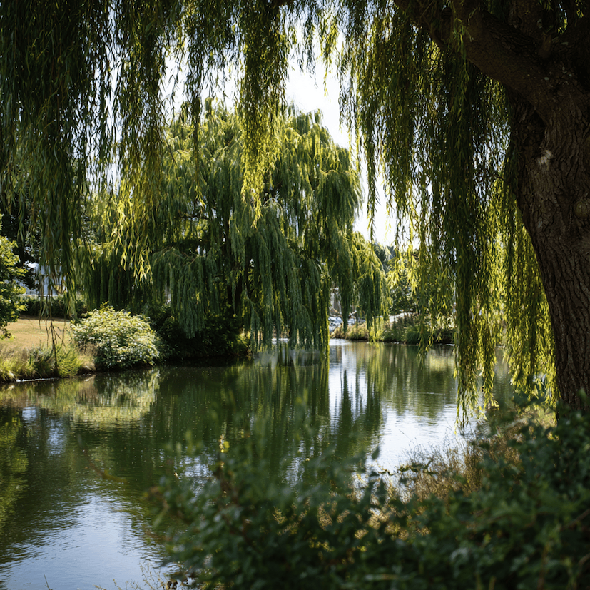 vrba-smutecni-salix-previsle-vetve-u-vodni-plochy-v-letni-zahrade