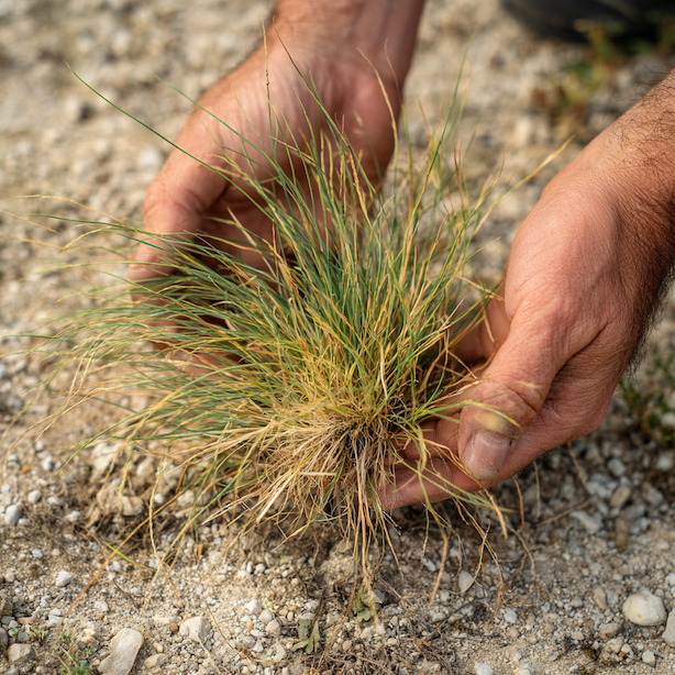 vyhnivani-stredu-kostravy-festuca-glauca-suchy-rozpadly-trs
