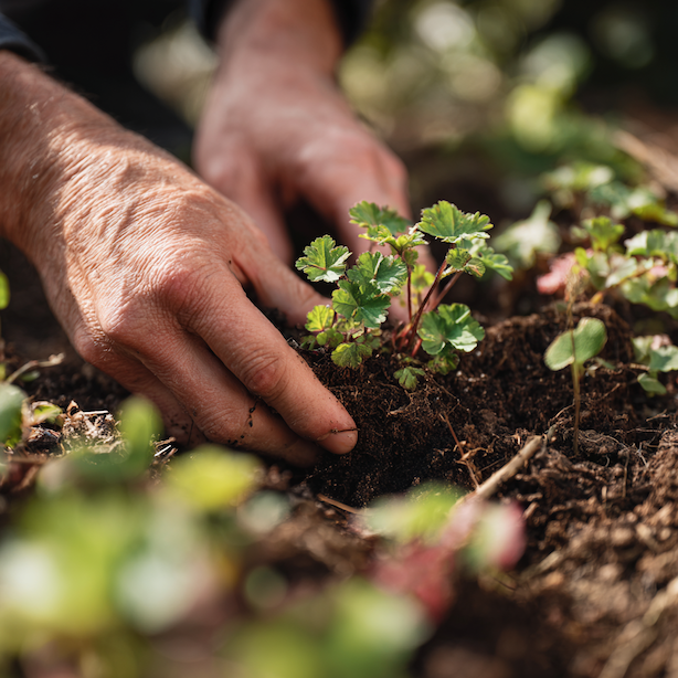 vysadba-kakostu-geranium-sazeni-mlade-rostliny-do-pudy-rucni-postup