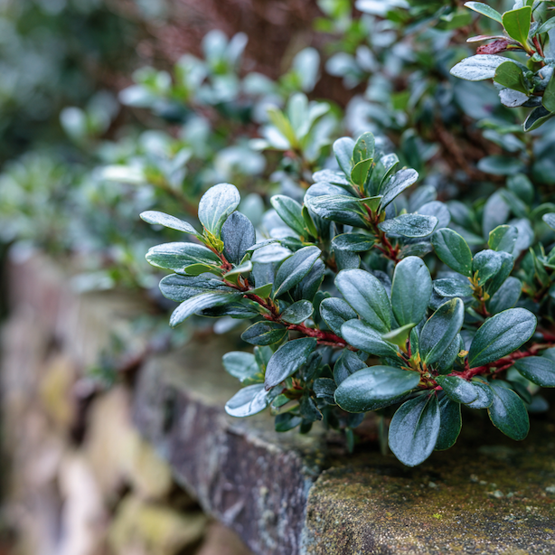 zabluda-escallonia-zimni-listy-na-chranenem-stanovisti-u-zdi