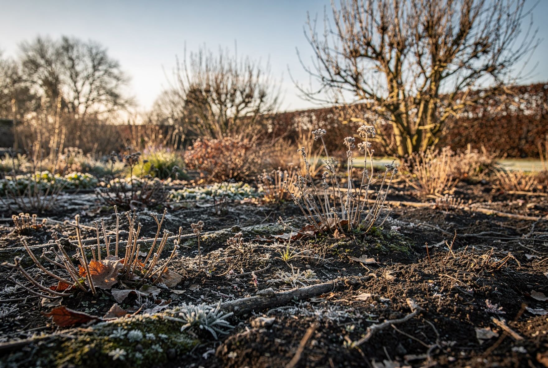 zahrada-po-mrazech-hola-puda-suche-trvalky-a-zimni-struktura-zahonu
