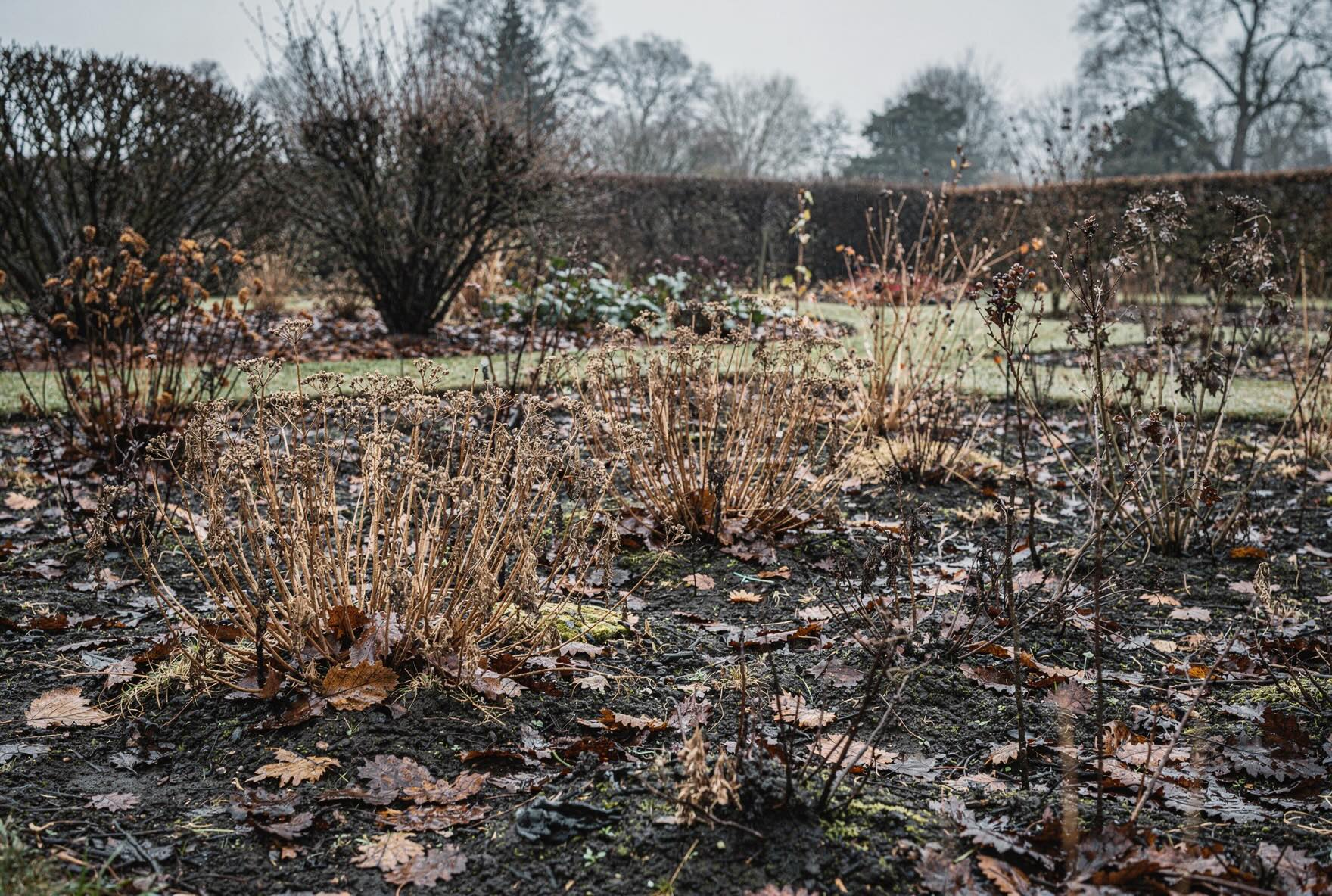 zahrada-v-zime-bez-uklidu-suche-trvalky-a-nezrusena-struktura-zahonu