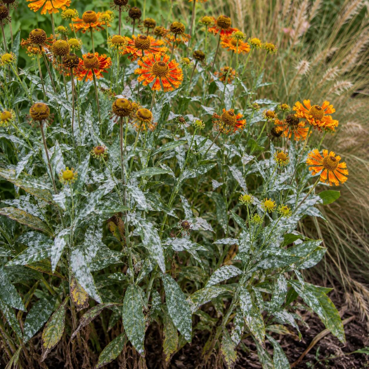 zaplevak-helenium-padli-na-listech-a-oslabeni-rostlin-v-zahonu