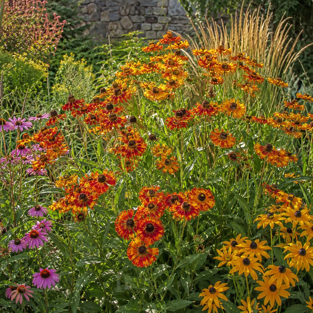 zaplevak-helenium-v-kombinaci-s-trapatkami-a-okrasnymi-travami