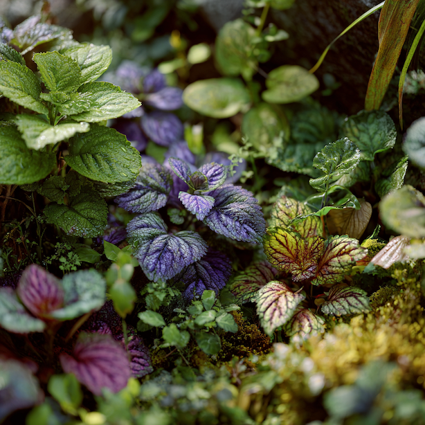 zbehovec-ajuga-ruzne-kultivary-barva-listu-pudopokryvny-porost-ve-stinu