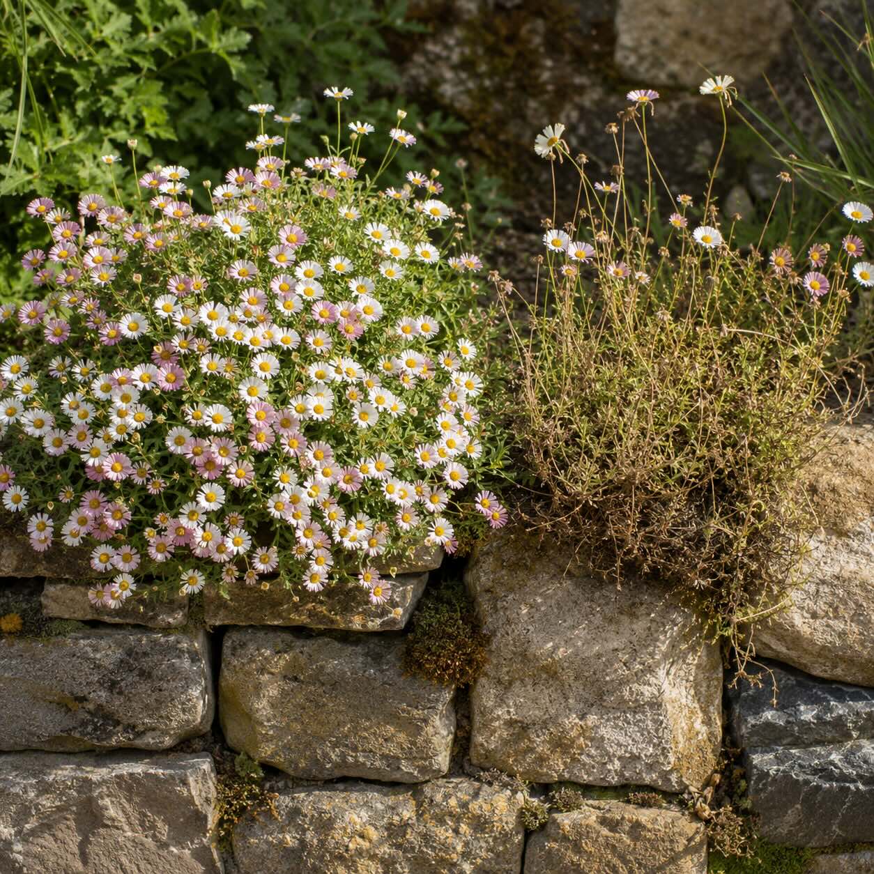 zdravy-a-oslabeny-turan-erigeron-na-kamenne-zidce