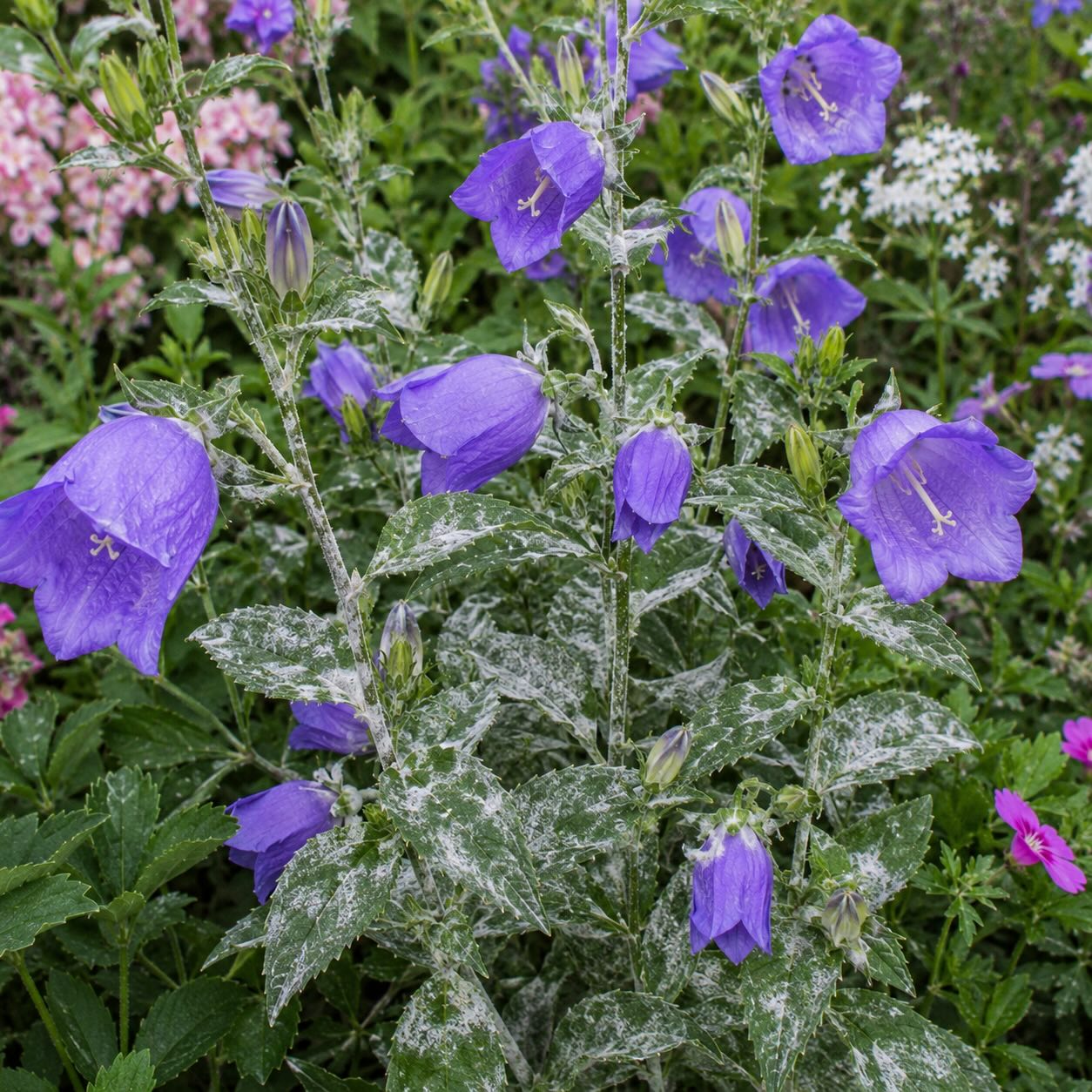 zvonek-campanula-padli-na-listech-a-stoncich-behem-kveteni