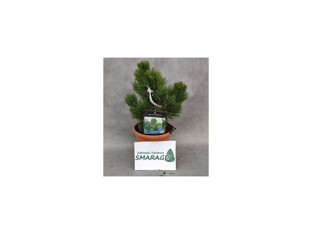 Pinus leucodermis 'Compact Gem'