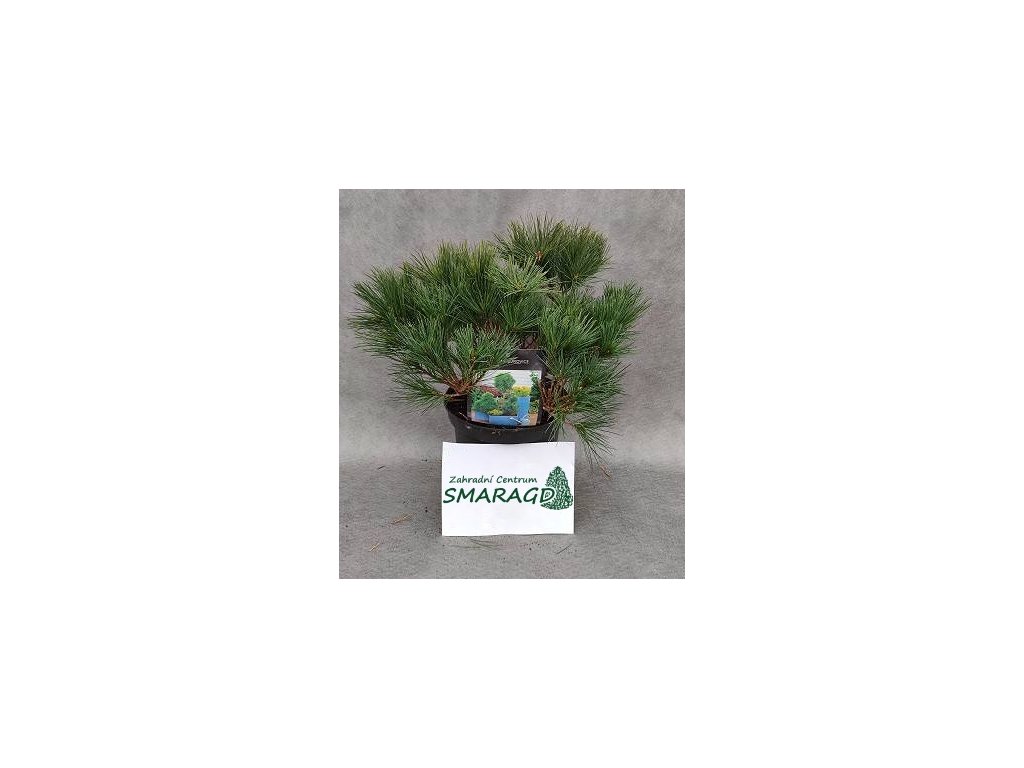 Pinus strobus 'Ontario' (Borovice vejmutovka Ontario)