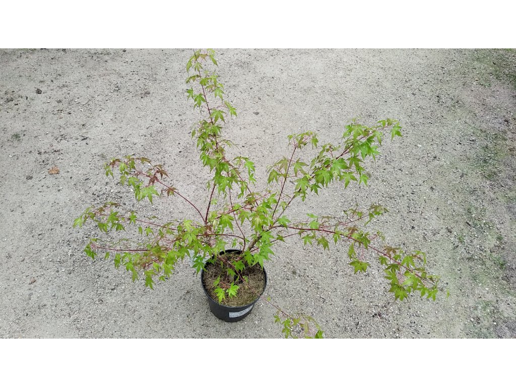 Acer palmatum 'Katsura' (Javor dlanitolistý)