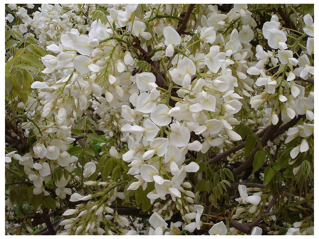 wisteria sinensis alba p image 45141 grande