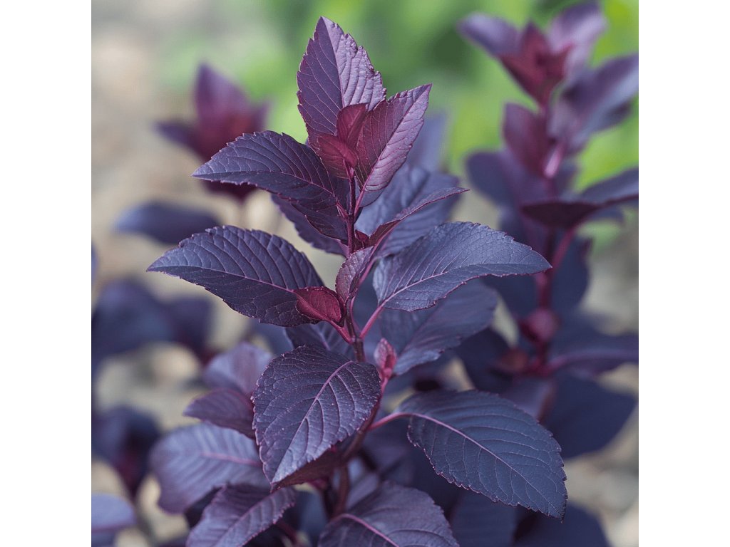 Tavola kalinolistá 'Diabolo' (Physocarpus opulifolius 'Diabolo')