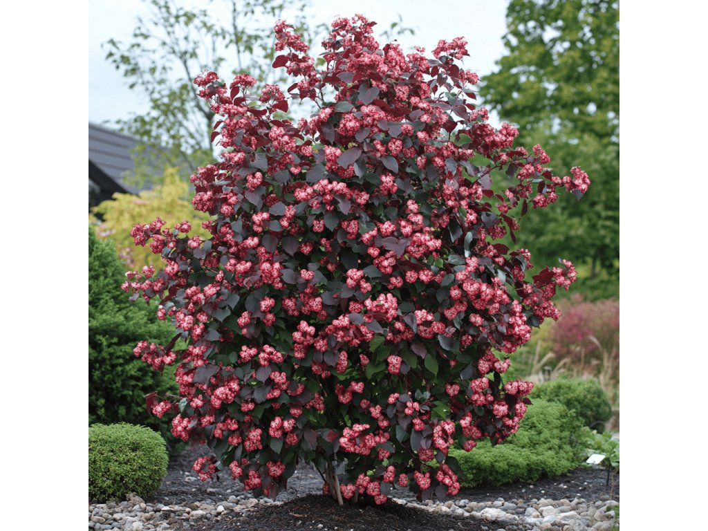 Tavola kalinolistá 'Lady in Red'® (Physocarpus opulifolius 'Lady in Red'®)