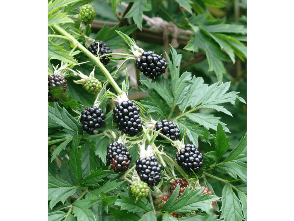 blackberry rubus thornless evergreen 9cm p3885 30479 image