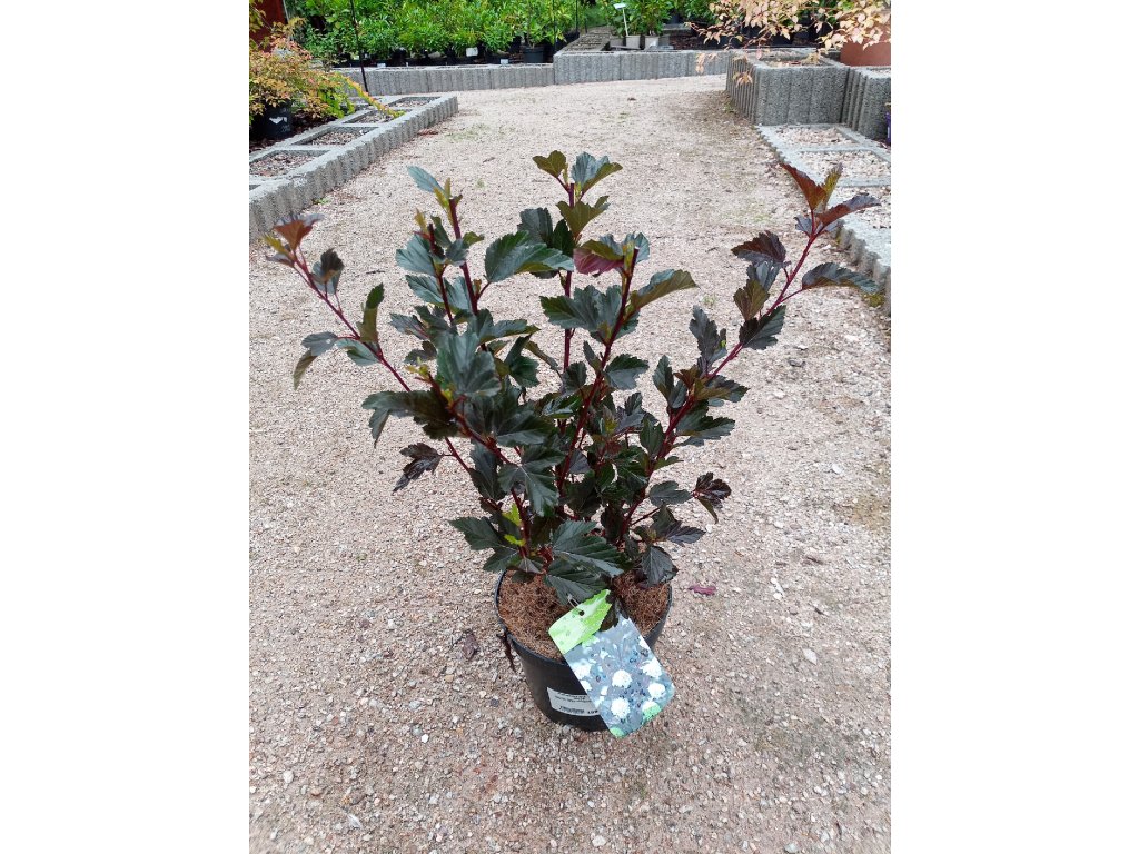 37576 3 tavola kalinolista summer wine physocarpus opulifolius summer wine