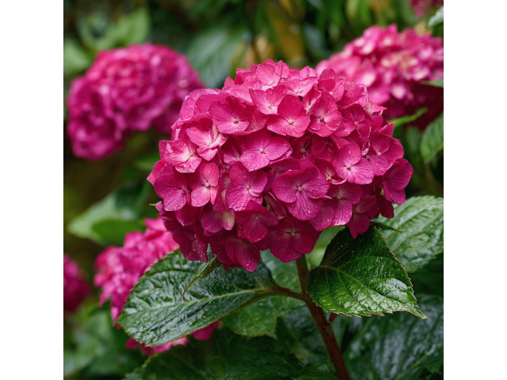 Hortenzie velkolistá ‘Alpengluehen’ (Hydrangea macrophylla ‘Alpengluehen’) je středně vzrůstný, kompaktní keř (cca 100–120 cm) s kulovitými květenstvími zářivě růžové až karmínové barvy (odstín ovlivňuje pH půdy).